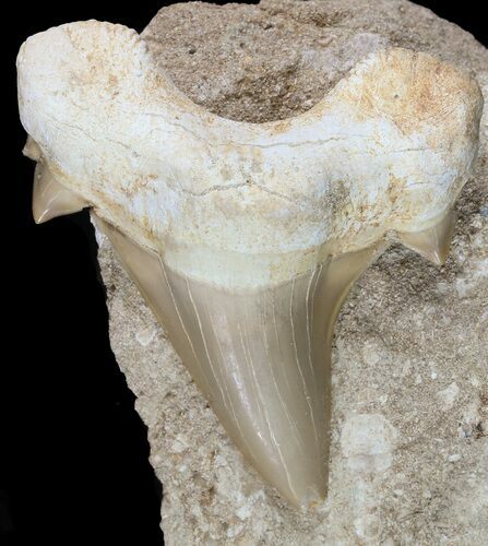 Otodus Shark Tooth Fossil In Rock - Eocene #47726